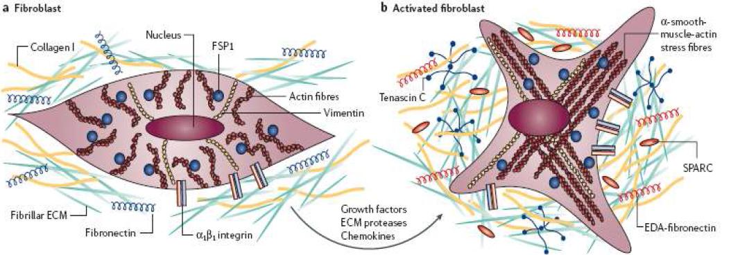 정상 섬유아세포 (normal fibroblast)와 비교하여 활성화된 섬유아세포 (activated fibroblast:CAF)는 주변 세포외기질과의 유착기능은 같지만 target matrix성분에 있어 차이점을 보인다.