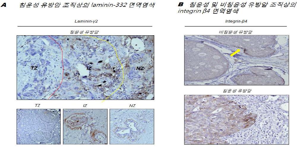 조직상 Laminin332 및 integrin α6β4의 변연부 특이적 과발현