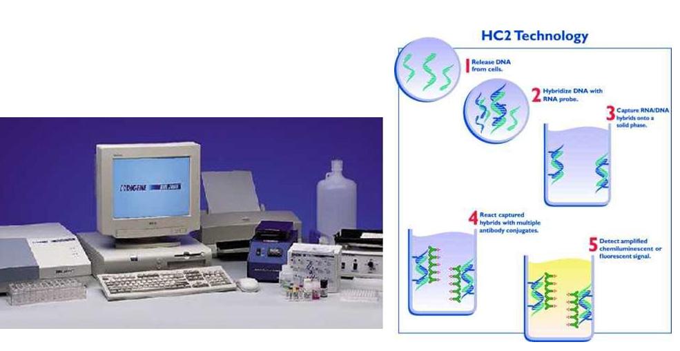 Digene Hybrid Capture 2 System을 이용한 HPV 검사의 원리