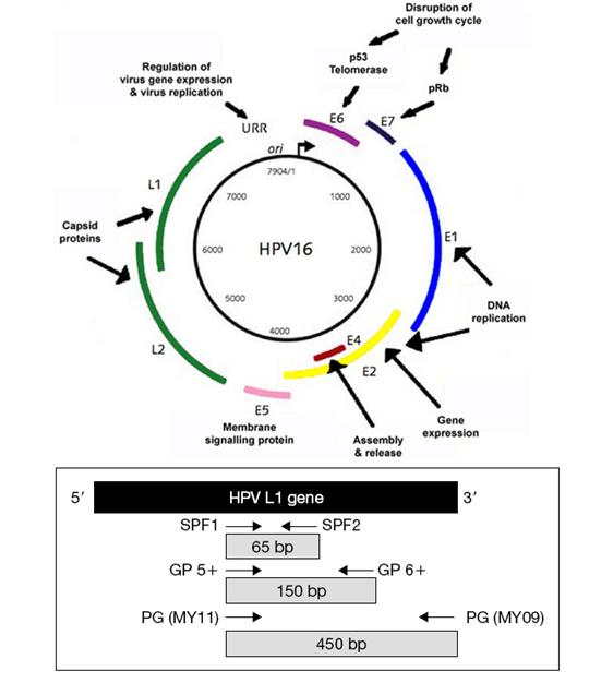 HPV genome의 구조와 Consensus PCR primer의 타겟 부위