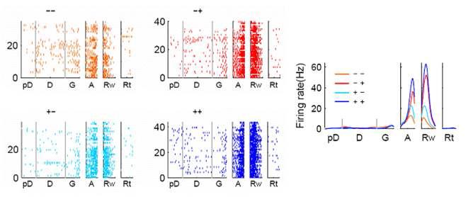 현재 및 이전 시행의 좌-우 선택에 따라 발화율이 달라지는 신경세포의 예.