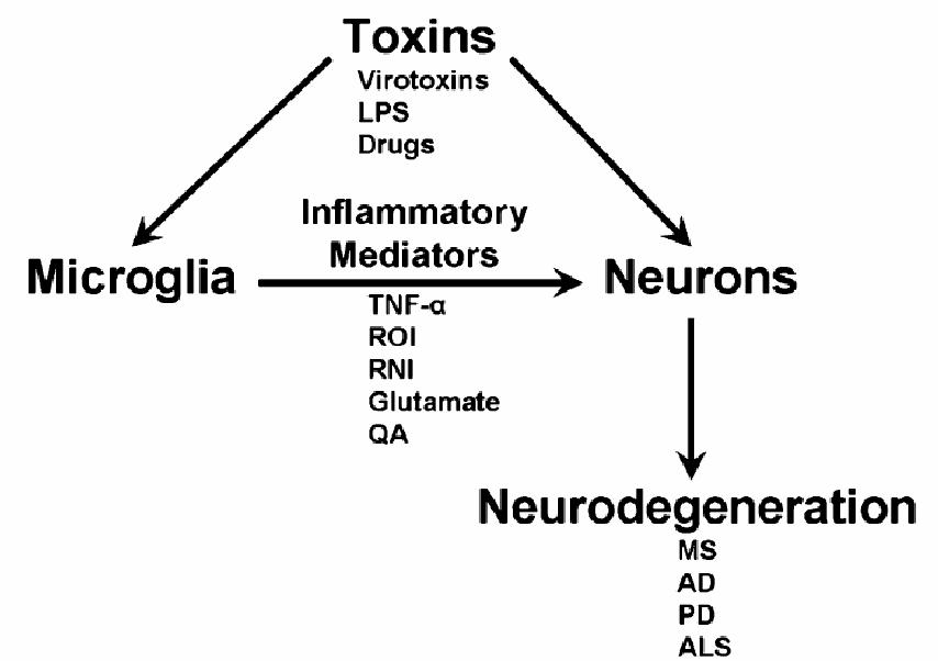 Simplified schematic diagram of the interactions between microglia and neurons in neuroinflammation/neurodegenerative diseases