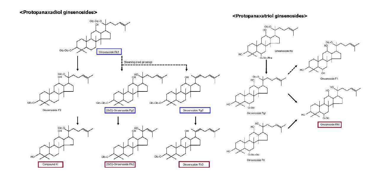 Metabolic pathway of PPD & PPT ginsenosides from white and red ginsengs by human intestinal microflora