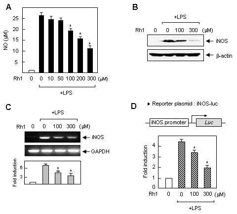 LPS로 활성화된 소교세포에서 PPT 계열 진세노사이드 Rh1이 iNOS의 발현에 미치는 영향