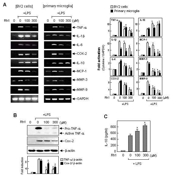LPS로 활성화된 소교세포에서 PPT 계열 진세노사이드 Rh1이 COX-2, MMP 및 염증성/항염증성 싸이토카 인의 발현에 미치는 영향