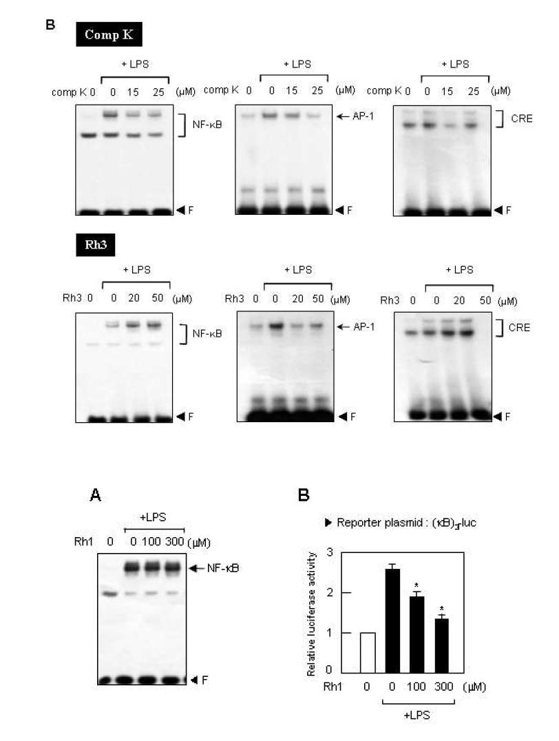 진세노사이드가 NF-κB, AP-1, CRE의 DNA binding activity에 미치는 영향