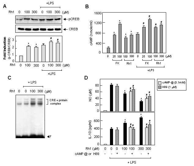 Rh1의 항염증기전에 PKA pathway가 관여한다는 증거