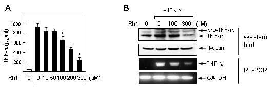 IFN-γ로 활성화된 소교세포에서 Rh1에 의한 TNF-α의 발현감소