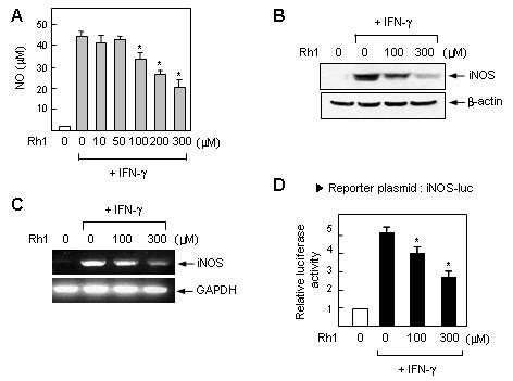 IFN-γ로 활성화된 소교세포에서 Rh1에 의한 iNOS의 발현감소