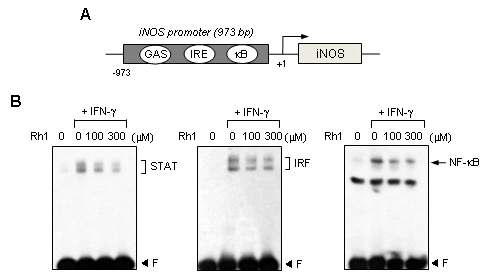 IFN-γ로 활성화된 소교세포에서 Rh1에 의한 iNOS promoter 활성 및 전사인자들의 활성감소