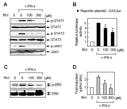 Rh1에 의한 Jak/Stat, ERK phosphorylation의 감소 및 STAT의 전사활성 감소