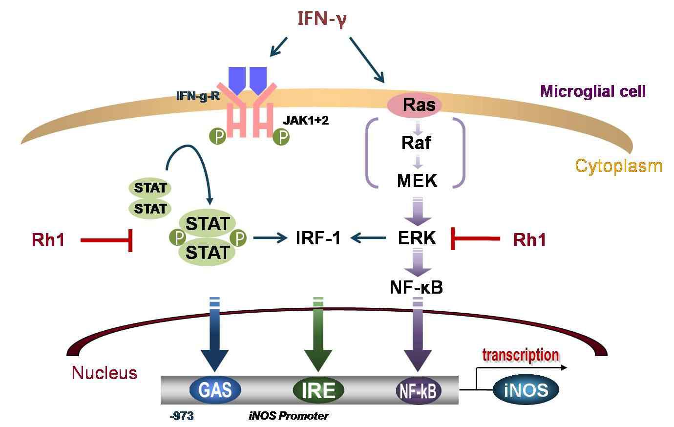 IFN-γ에 의한 iNOS의 발현에 관여하는 신호전달체계 및 Rh1의 작용기전 제시