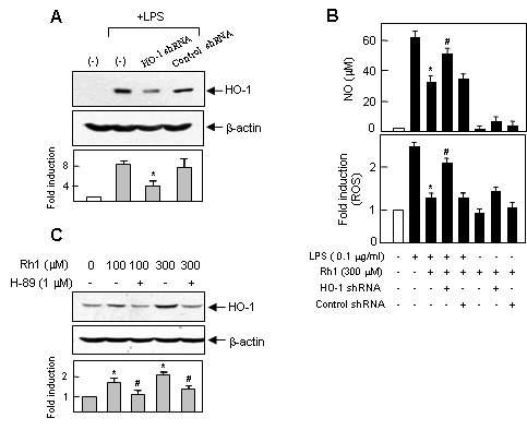 HO-1 shRNA에 의한 Rh1의 항염증/항산화효과의 감소