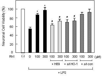 Rh1에 의한 신경보호효과에 HO-1 발현증가 및 PKA signaling pathway가 관여함