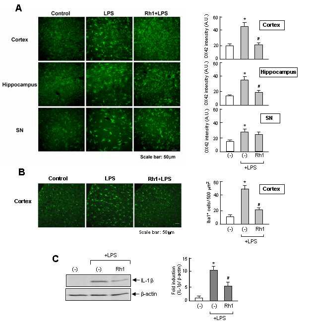 LPS를 투여한 mouse brain에서 Rh1에 의한 소교세포 활성화 억제효과