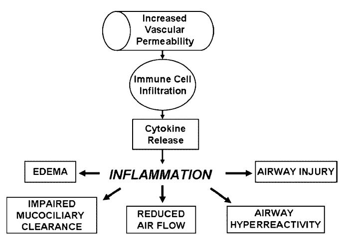 Components of the late phase of asthma.
