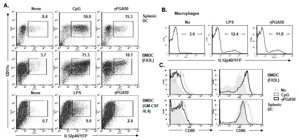 γ-PGA activates DC and macrophages to induce the expression of costimulatorymolecules