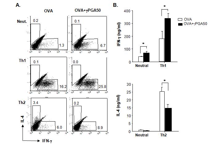 γ-PGA-stimulated DC regulates Th cell differentiation.