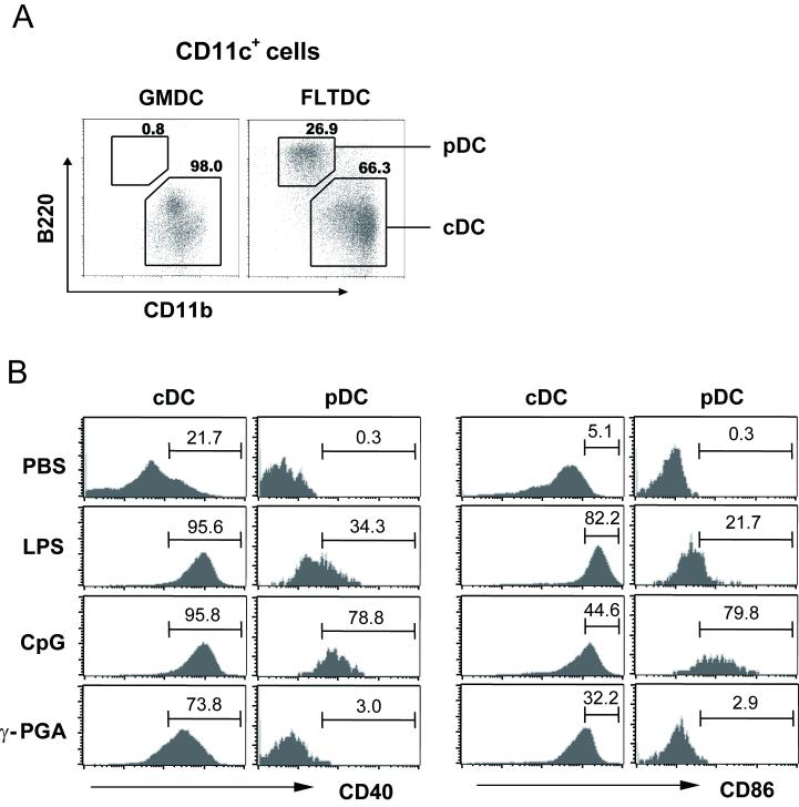 Conventional DCs, but not plasmacytoid DCs,respond to g-PGA.
