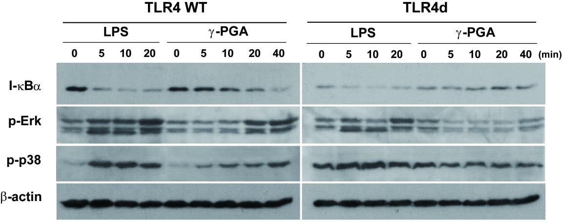 γ-PGA induces TLR-4-dependent activation of NF-kB andmitogen-activated protein kinases (MAPKs) in DCs.