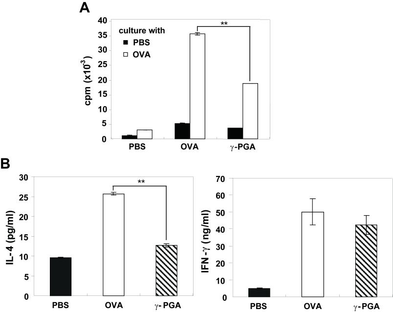 γ-PGA reduces Th2 responses in asthmatic mice.