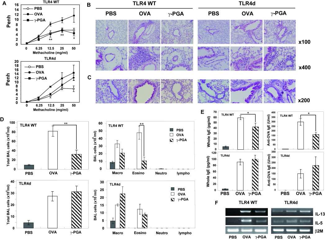 Anti-asthmatic activity of γ-PGA is TLR-4-dependent.