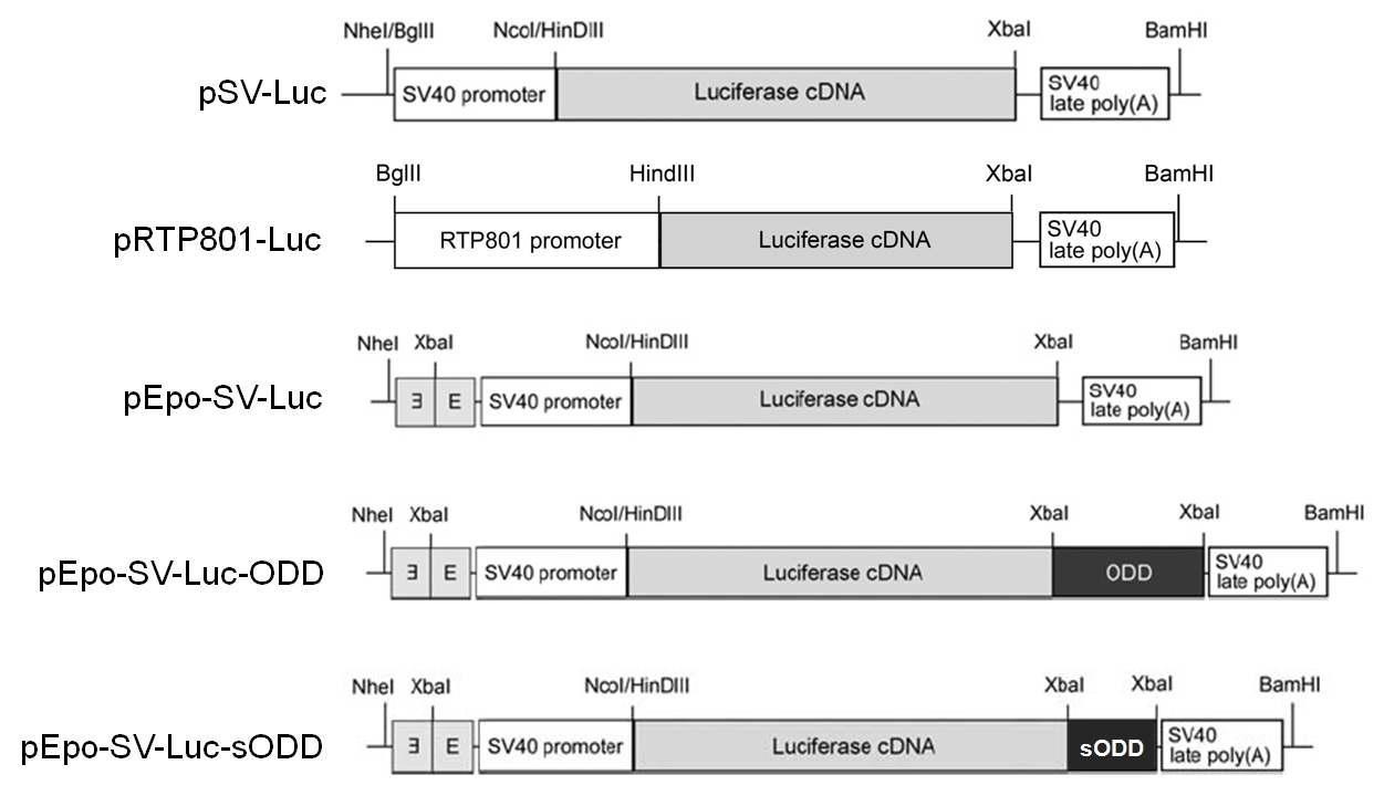 The structures of the pSV-Luc, pRTP801-Luc, pEpo-SV-Luc, pEpo-SV-Luc-ODD, and pEpo-SV-Luc-sODD plasmids. E indicates the erythropoietin (Epo) enhancer. ODD = oxygendependent degradation; sODD = short oxygen-dependent degradation.