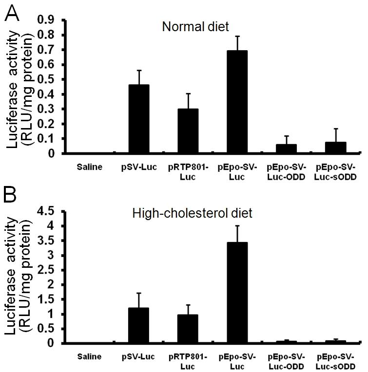 Luciferase expressions by reporter plasmids in the corpus cavernosum tissue of control and hypercholesterolemic mice. Luciferase activity in age-matched control (A) or hypercholesterolemic mice (B) 3 days after intracavernous injection of pSV-Luc, pRTP801-Luc, pEpo-SV-Luc, pEpo-SV-Luc-ODD, pEpo-SV-Luc-sODD (100 μg/40 μL, respectively), or saline (40 μ L). Each bar depicts the mean values (± standard deviation) from N = 5 animals per group.