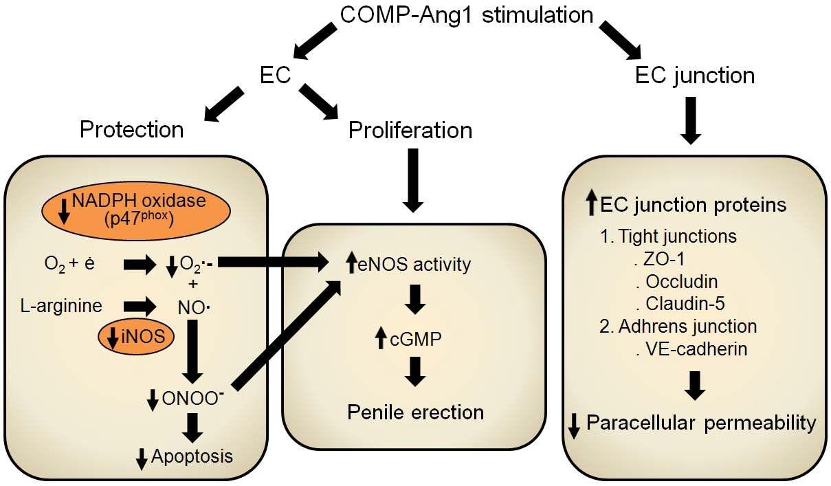 Schematic representation of a proposed model for how COMP-Ang1 protein restores erectile function in diabetic mice. EC, endothelial cell; O2·-,superoxide anion; iNOS, inducible nitric oxide synthase; NO·, nitric oxide; ONOO-, peroxynitrite; eNOS, endothelial nitric oxide synthase; ZO-1, zonula occludens-1; VE-cadherin; vascular endothelial-cadherin.