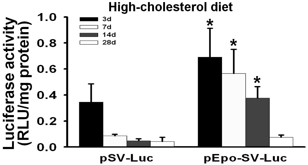 Time-course expression of luciferase protein by pSV-Luc or pEpo-SV-luc in hypercholesterolemic mouse corpus cavernosum tissues. Luciferase activity in hypercholesterolemic mice 3, 7, 14, and 28 days after intracavernous injection of pSV-Luc or pEpo-SV-Luc (100 g/40 L,respectively). Each bar depicts μ μ the mean values (± standarddeviation) from N = 5 animals per group and per each time point. *P < 0.01 compared with the pSV-Luc group.