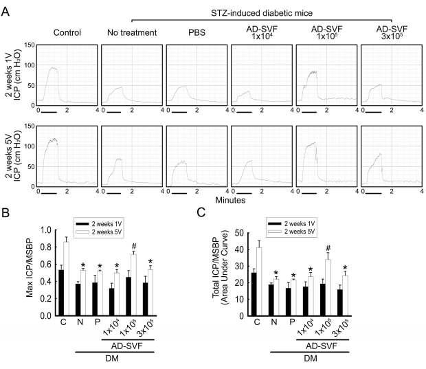 AD-SVF transfer restores intracavernous pressure (ICP) elicited by electrical stimulation of the cavernous nerve.