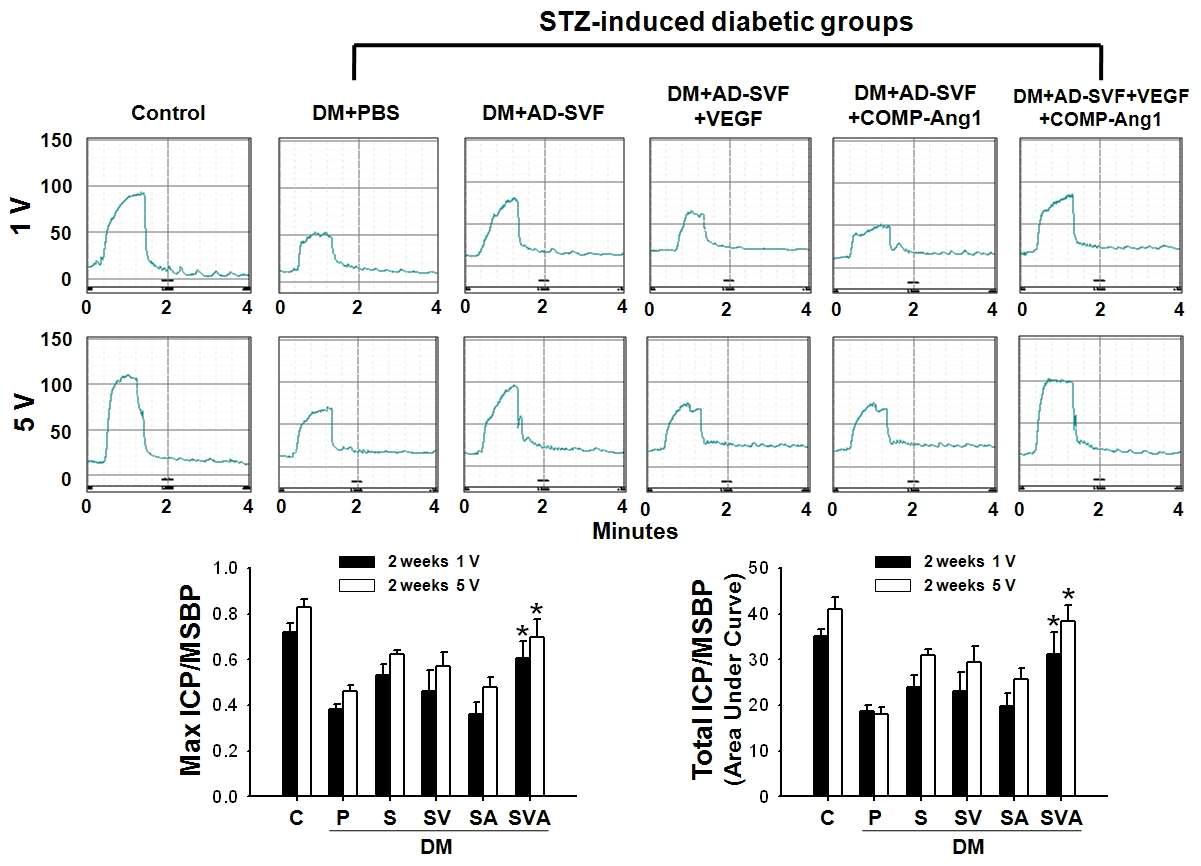 Pretreatment of AD-SVF with combined VEGF-A and COMP-Ang1 protein completely restores intracavernous pressure (ICP) elicited by electrical stimulation of the cavernous nerve. Representative ICP responses for age-matched control, or diabetic mice stimulated at 2 wk after intracavernous injection of PBS (20 μ l), AD-SVF (1×105 cells), AD-SVF + VEGF-A, AD-SVF + COMP-Ang1, or AD-SVF + VEGF-A + COMP-Ang1. The stimulus interval is indicated by a solid bar. Ratios of mean maximal ICP and total ICP (area under the curve) to mean systolic blood pressure (MSBP) were calculated for each group. Each bar depicts the mean values (± SE) from n=4 or 5 animals per group. *p < 0.01 vs PBS-treated diabetic groups. STZ=streptozotocin; AD-SVF=adipose tissue-derived stromal vascular fraction; C, control; P, PBS; S, SVF; SV, SVF + VEGF-A; SA, SVF + COMP-Ang1; SVA, SVF + VEGF-A + COMP-Ang1.