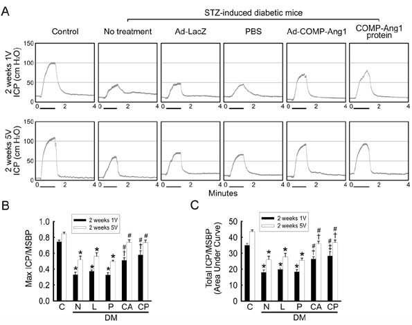 Adenoviral COMP-Ang1 gene or COMP-Ang1 protein transfer restores intracavernous pressure (ICP) elicited by electrical stimulation of the cavernous nerve.