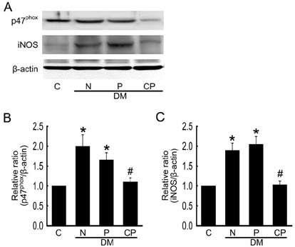COMP-Ang1 protein transfer decreases p47phox and iNOS expression in the corpus cavernosum tissue.