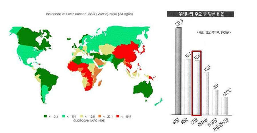 간암 발병률의 지역적 특성 및 국내 암발생 빈도