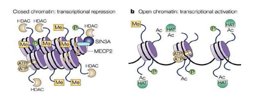후성학적 조절 인자들에 의한 염색질 구조 변형
