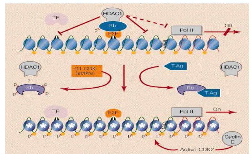 G1-S Cell cycle transition 상에서 HDAC1 유전자의 역할