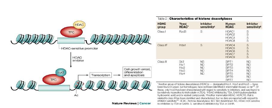 HDAC inhibitor 의 세포내 작용 기전