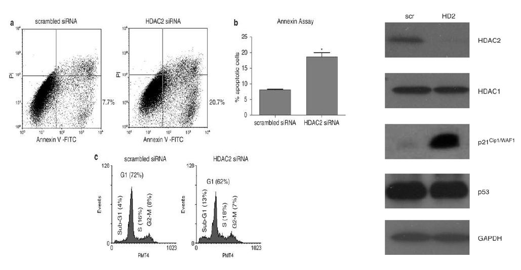 HDAC2 유전자의 선택적억제에 따른 p21 발현증가 및 세포사멸화 유도