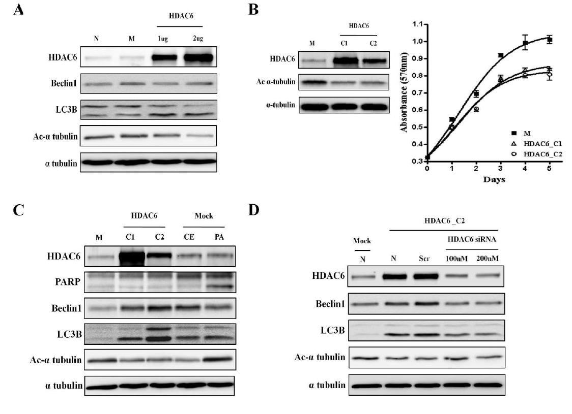 HDAC6 과발현에 따른 Autophage 관련 기전