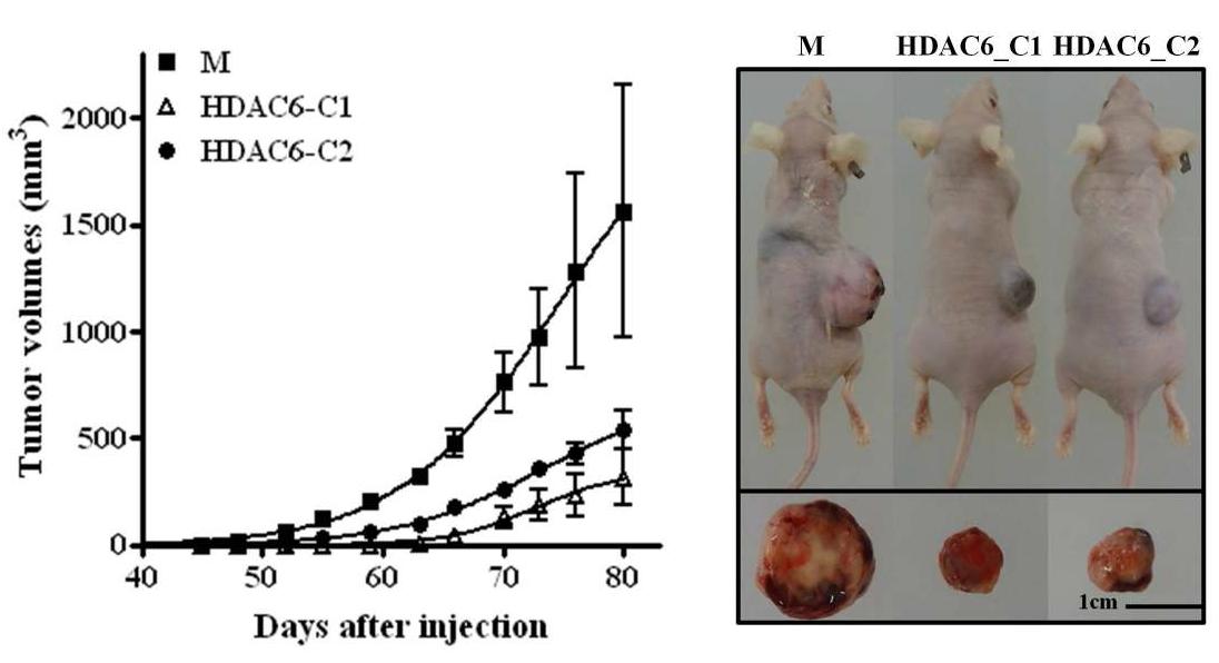 HDAC6 발현에 따른 종양형성능의 차이