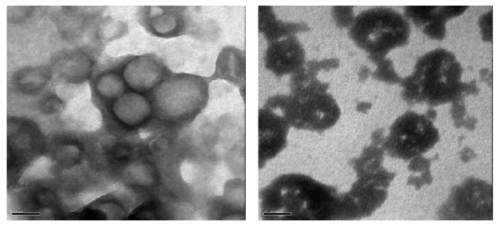 Transmission electron micrographs of plain liposomes(A) and chitosan coated liposomes(B) in aqueous medium at X 100K magnification