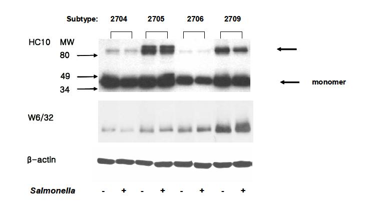 Detection of intracellular FHC and heterodimer of MHC class I molecule in C1R B27 subtypes after challenge with Salmonella. After in vitro infection of B27 subtype cells with live Salmonella for 24hrs, cells were lysed and run on 10% SDS-PAGE in nonreducing condition.