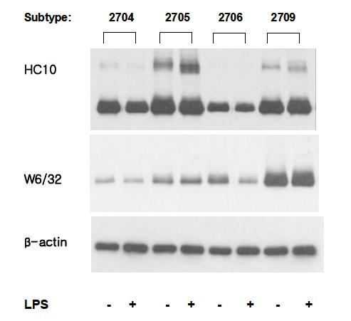 Detection of intracellular FHC and heterodimer of MHC class I molecule inC1R B27 subtypes after stimulation with Salmonella LP.