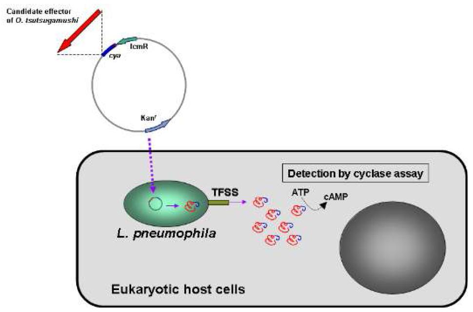 미국 Yale 대학의 Craig R. Roy박사팀으로부터 cyclase reporter system plasmid 및 관련 assay 분석법을 전수 받음