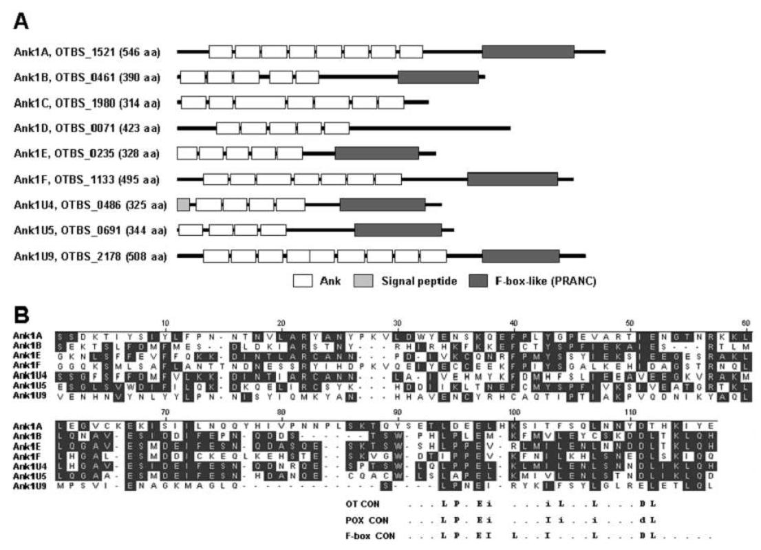 O. tsutsugamushi 유전체에서 발견된 일부 ank 유전자의 도메인 분석 (A) 및 PRANK 도메인들간의 상동성 분석 (B).