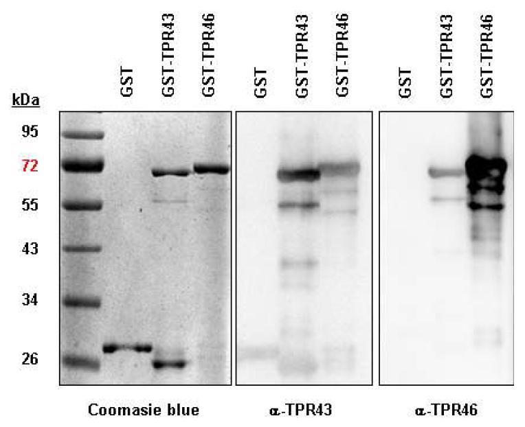 TPR43과 TPR46단백을 대장균에서 GST 융합 단백으로 발현시킨 뒤 분리 정제하고 (left panel), 이를 각각 토끼에 면역하여 항체를 제작하였으며, 재조합 단백과 반응시켜 특이도를 확인 함.