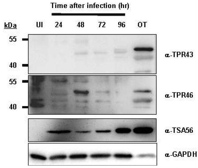 L929세포를 쯔쯔가무시균으로 감염 시키고, 감염 시간별로 세포를 회수하여 용해 시킨 뒤, 항 TPR항체와 반응시켜 단백질 발현 유무를 확인 함.