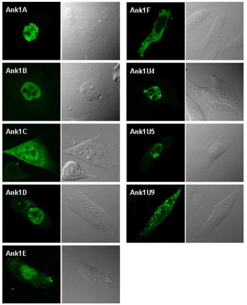 HeLa 세포에서 발현된 Ank 단백들의 세포내 분포. Confocal microscopy로 형광 염색된 단백들을 관찰한 결과, 각각의 단백질들은 특이적인 세포내 분포를 보임.