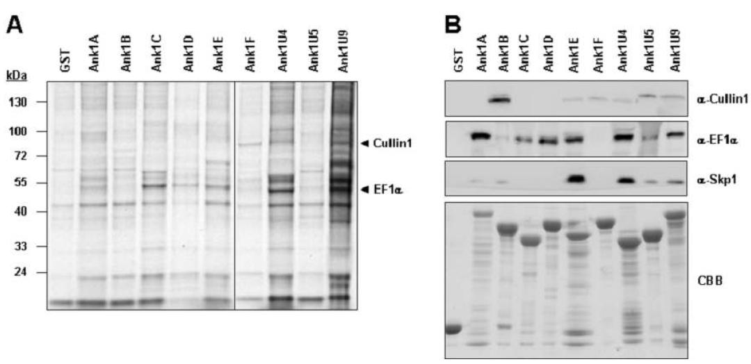 (A) Glutathione-ephrose beads containing GST or one of the nine Ank proteins fused with GST were mixed with ECV304 cell.